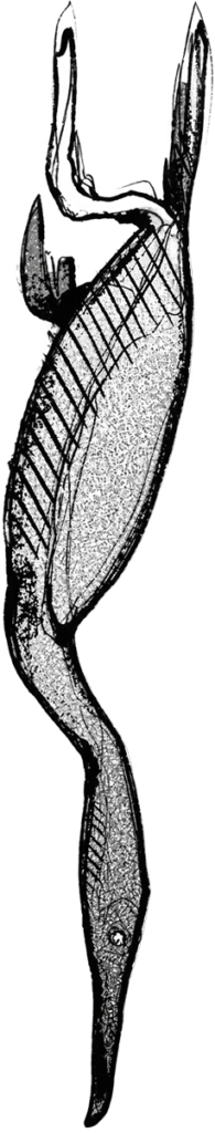 cormorano